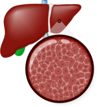 liver
